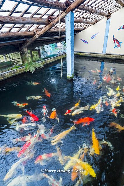 佳河錦鯉園|【桃園市龍潭區】佳河錦鯉園＆三和青創基地｜繞山花多肉食堂｜ 